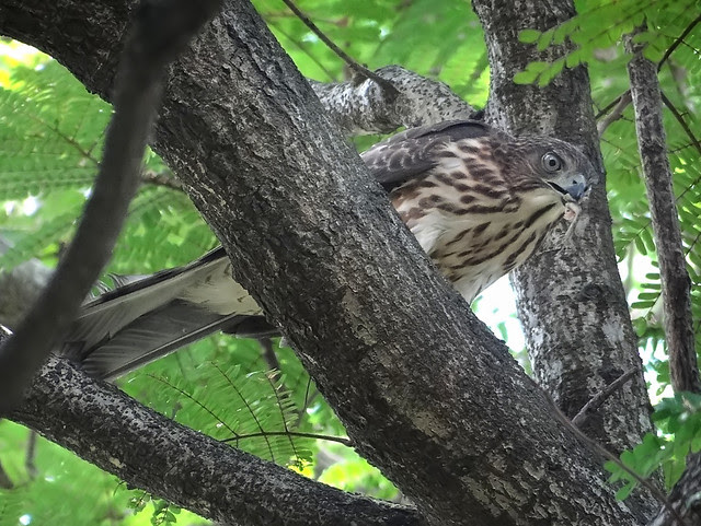 鳳頭蒼鷹/無限台南