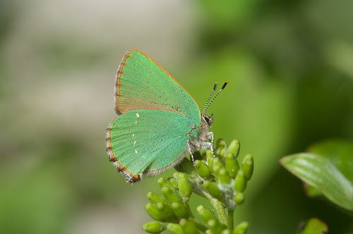 Green Hairstreak