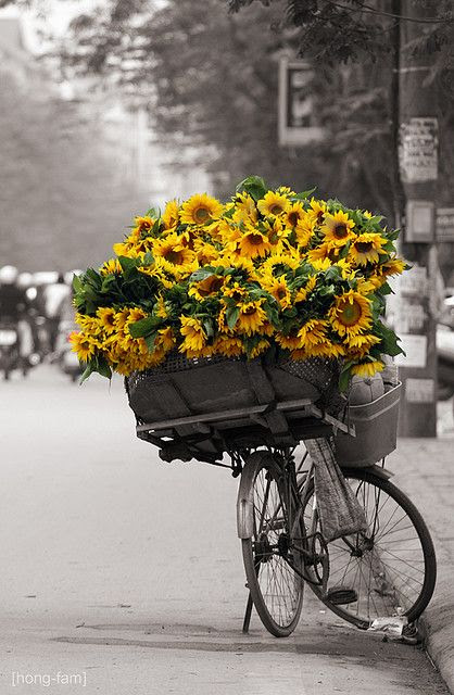 Basket of sunshine #sunflowers perfect picture for my balck and white kitchen dazzled with sunflowers