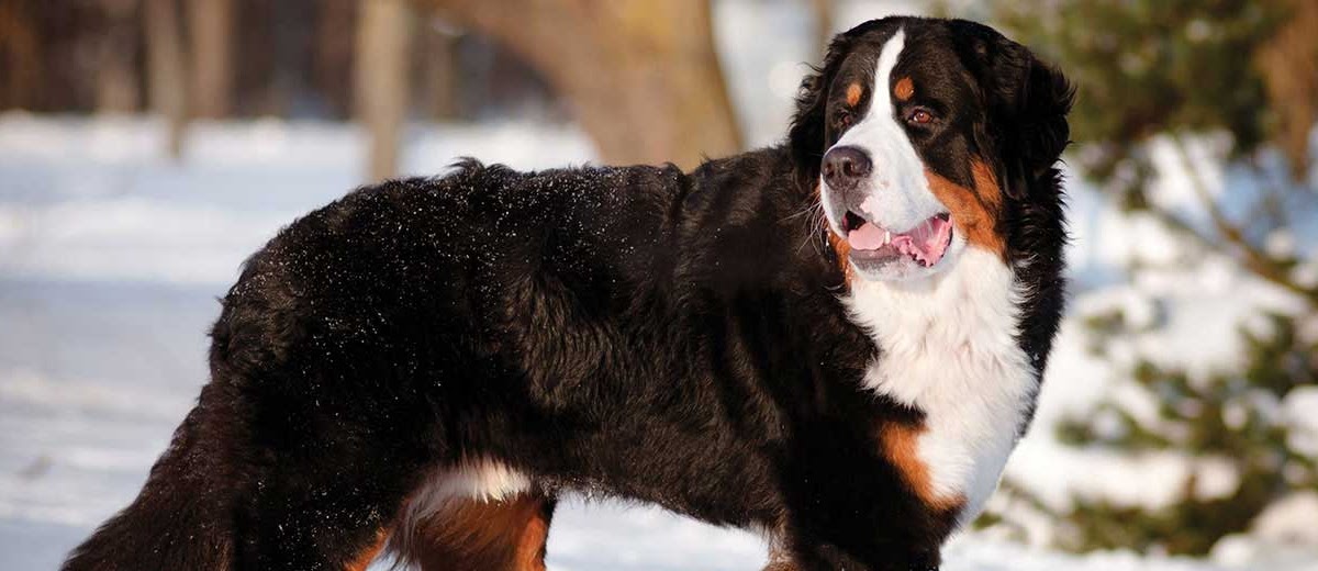 short hair bernese mountain dog rescue petfinder