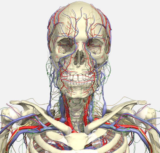 anatomy of head and neck