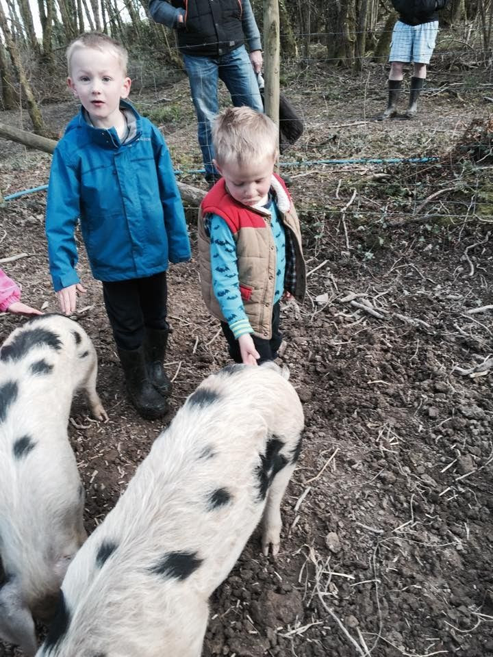 stroking a pigs tail