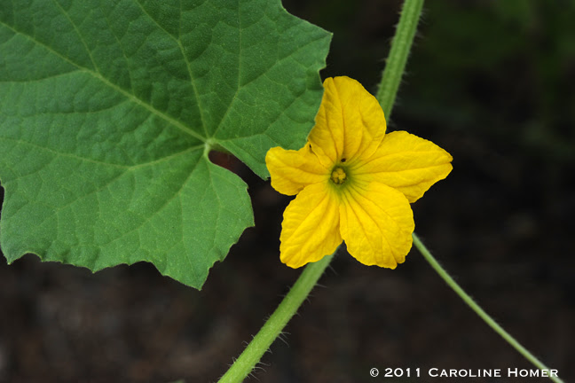 Armenian cucumber blossom