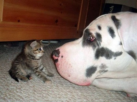 Perro y gato cara a cara perro gato Perro y gato cara a cara