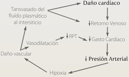Esquema Shock Cardiogénico, Medicina2.0