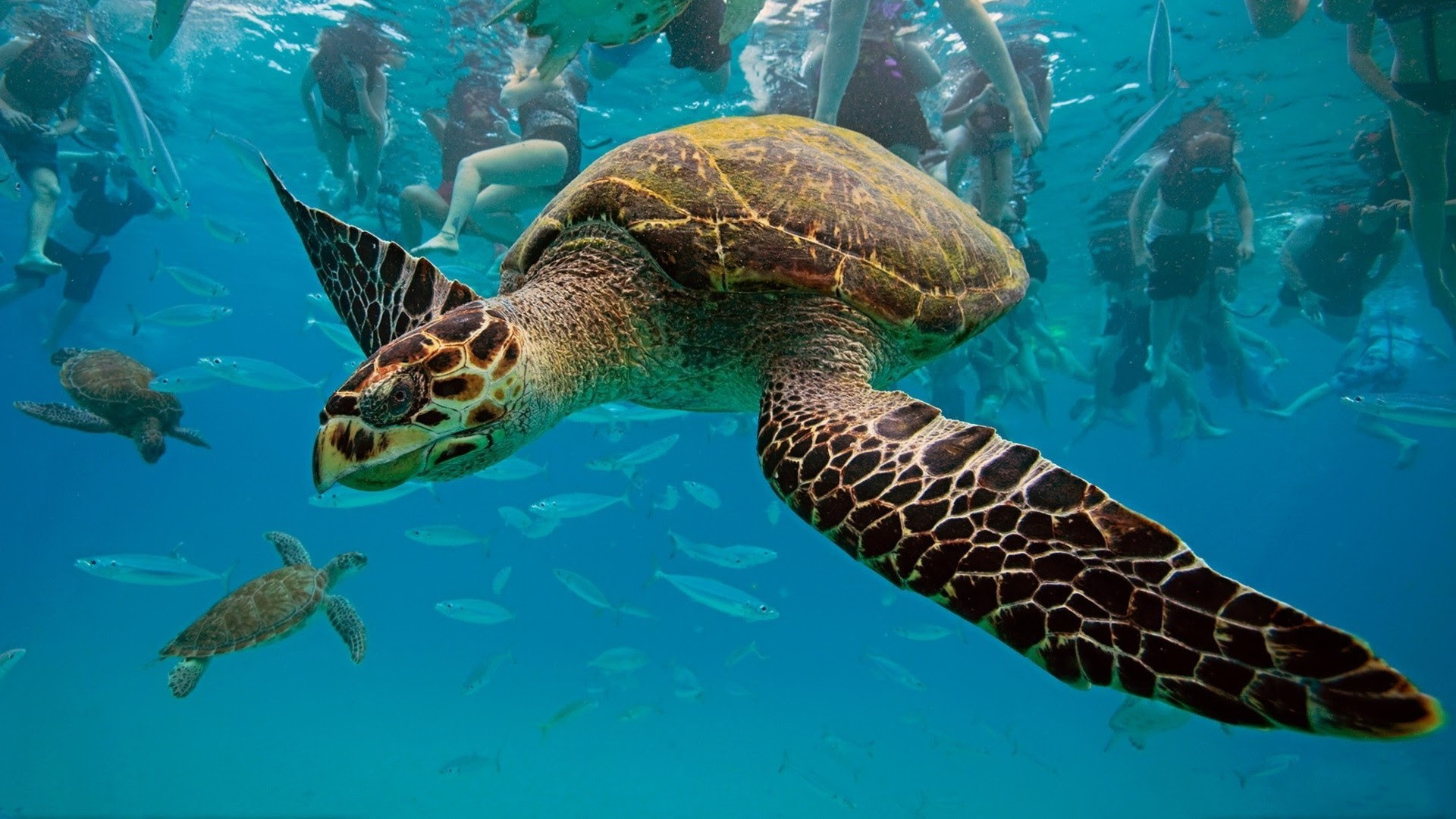 3d Animal Wallpaper For Mobile - Wallpaper