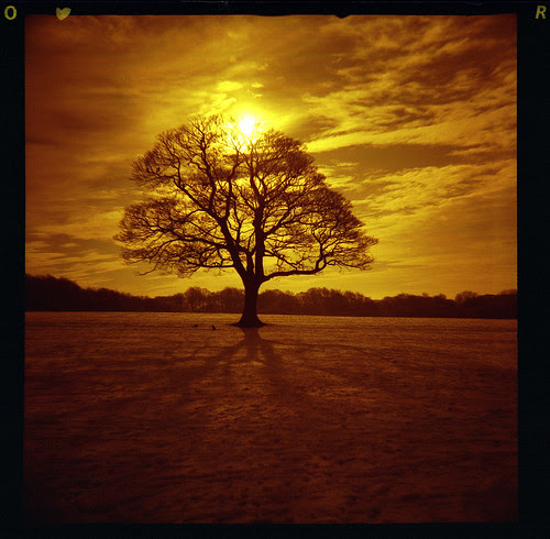 sun-tree-snow-shadows by pho-Tony