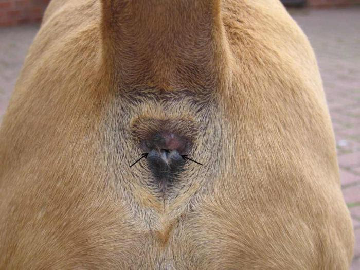 tumeur anus chien amatuer nude voyeur Porn Photos Hd