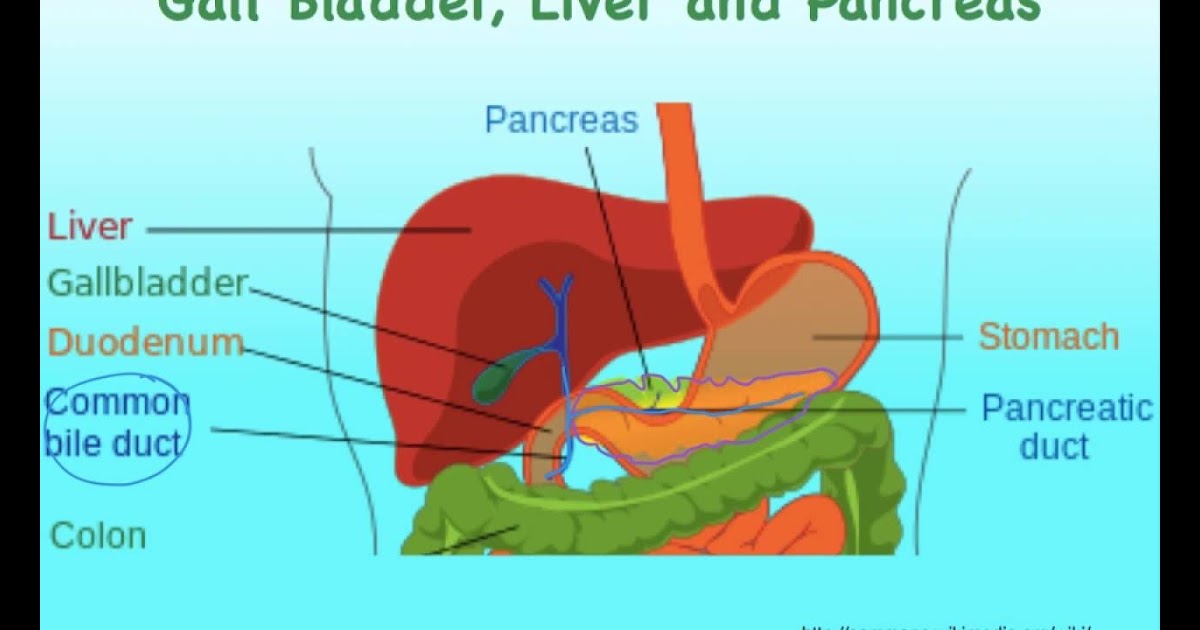 Diagram Of Liver And Pancreas - HealthQuest/St John Neuromuscular