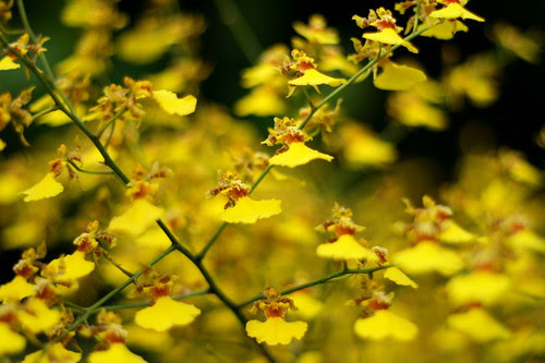 Orchids in National Orchid Garden