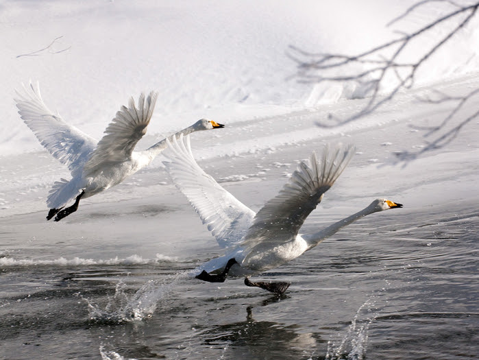 3602914_large (700x525, 348Kb)