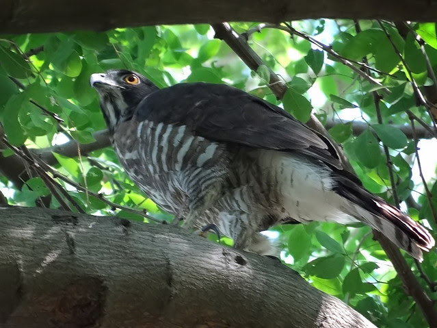 鳳頭蒼鷹/無限台南