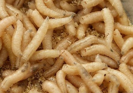 maggots maggot infestation myiasis