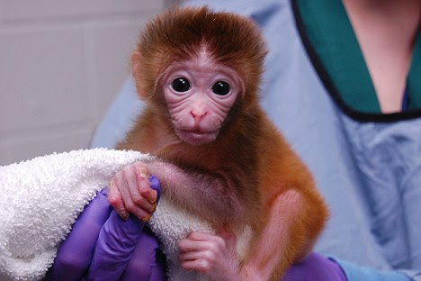Scientists at the Oregon Primate Centre have created monkeys which each contain a cocktail of cells from other embryos. Scientists say they could help stem cell research - but animal campaigners are horrified.