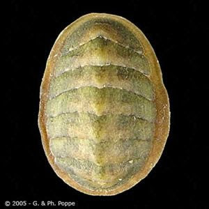 Lepidochitona cinerea