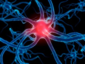 brain-cell.jpg-tm