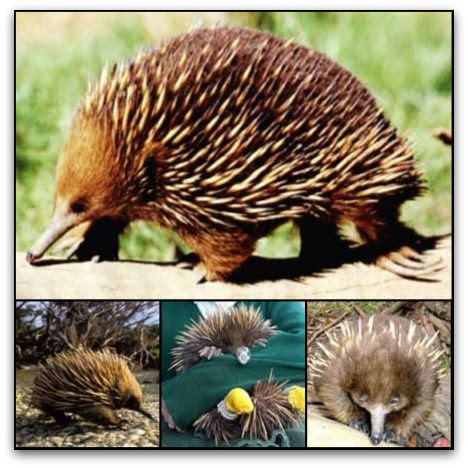 Mammals Lay Eggs True Or False - Pets Lovers