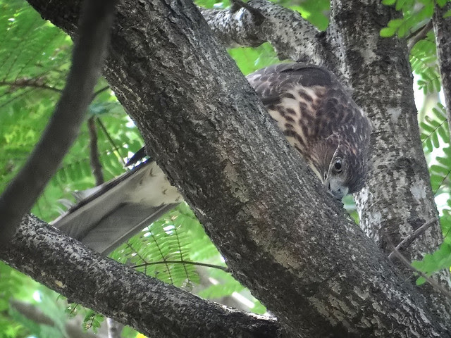 鳳頭蒼鷹/無限台南