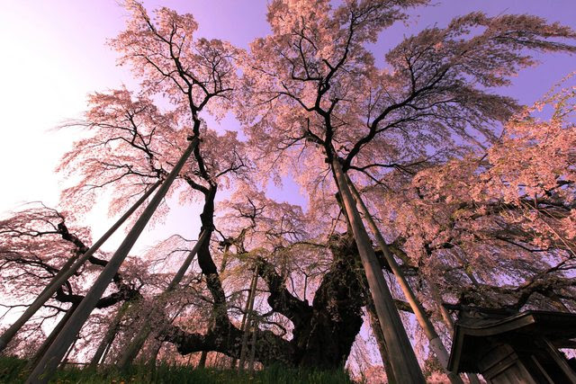Under a 1000 year old weeping cherry blossom tree in Japan