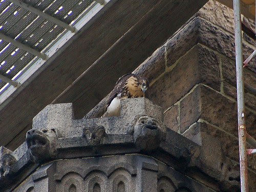 Cathedral Red-Tail Fledgling