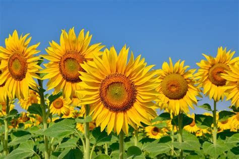 People are flocking to this beautiful sunflower field that People are flocking to this beautiful sunflower field that