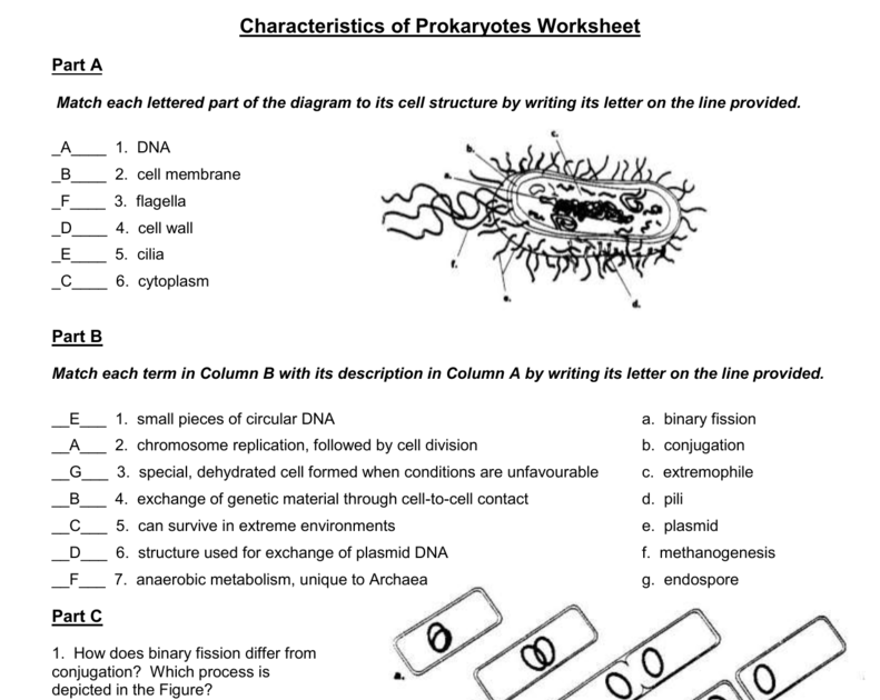 characteristics-of-bacteria-worksheet-db-excel