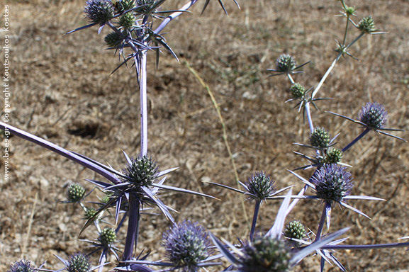 Eryngium creticum Μοσχάγκαθο Eryngium creticum Μοσχάγκαθο