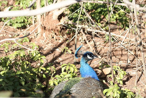 Peacock