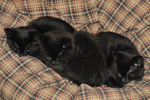 kittens