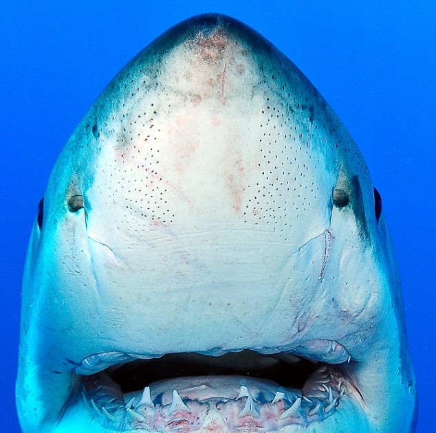 Gambar Ikan Hiu Putih - Republika RSS