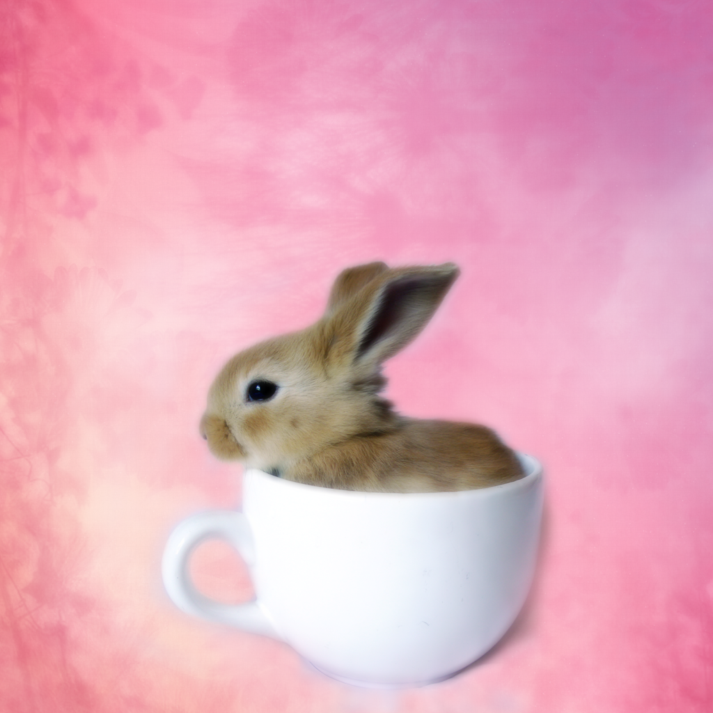 新着うさぎ 画像 可愛い 壁紙 最高の動物画像