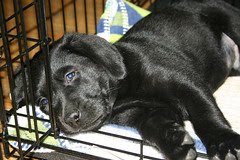 Cooper