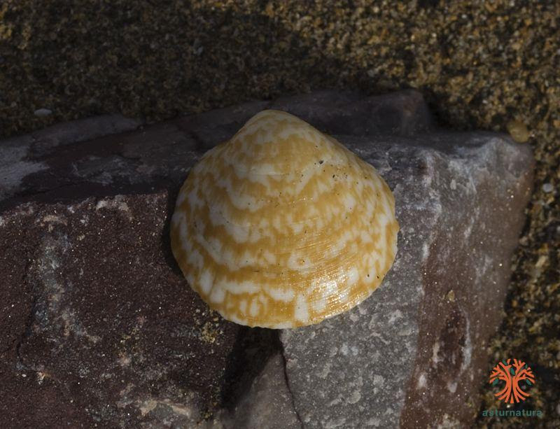 Glycymeris glycymeris, Asturias, Gijón, Playa de Poniente., 01/12/2010