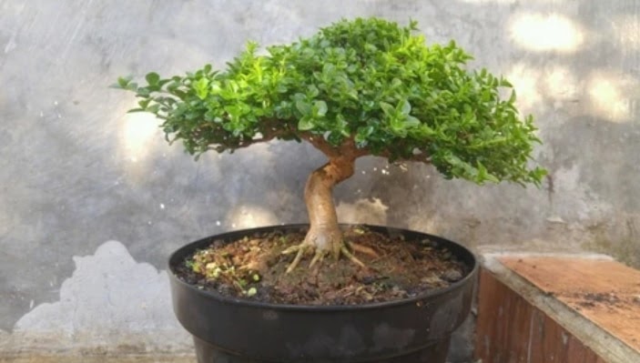 Bonsai Sancang Di Atas Batu