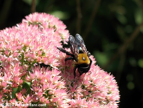Bumblebee on Sedum Autumn Joy