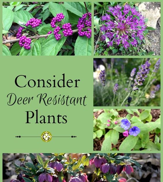 Best time to plant shrubs in zone 6 information