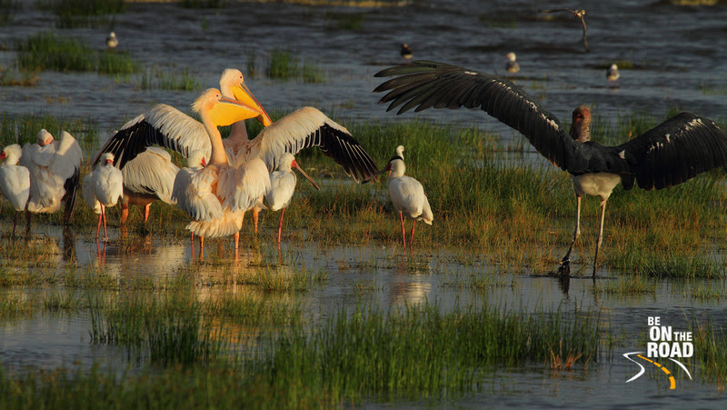 A Marabou Stork lands next to Great White Pelicans and African Spoonbills