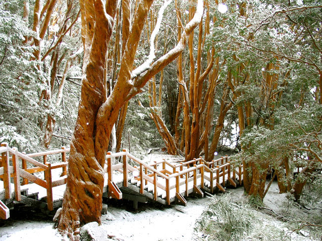 Bosque Los Arrayanes a bordo del Catamarán Futaleufu