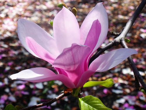 magnolia with pioneerwoman freshcolorful