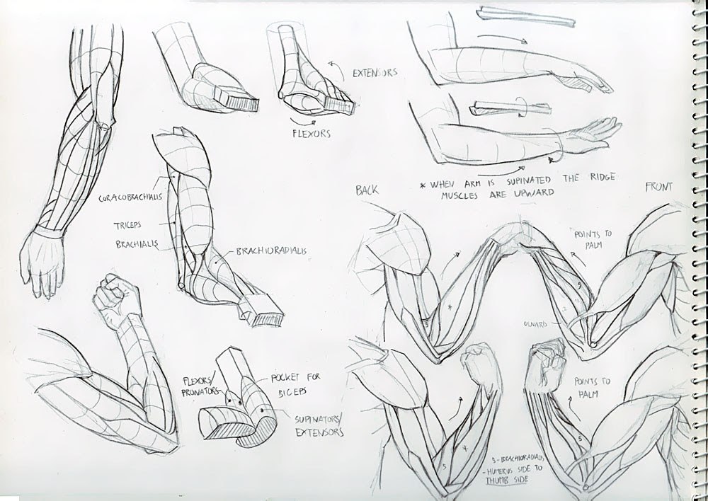 Muscle Drawing Reference Arm - Gannons Gab