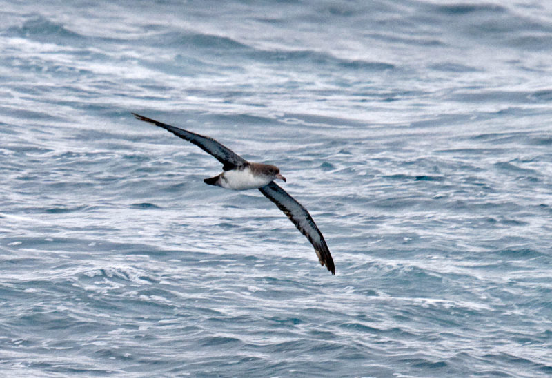 Pink-footed Shearwater Pink-footed Shearwater