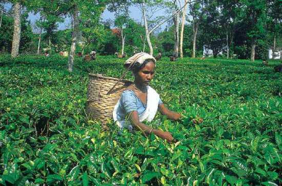 assam-tourism