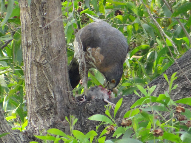鳳頭蒼鷹/無限台南
