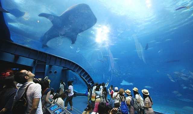 Aquarium Okinawa Churaumi Yang Mempesona Dunia Apa Saja