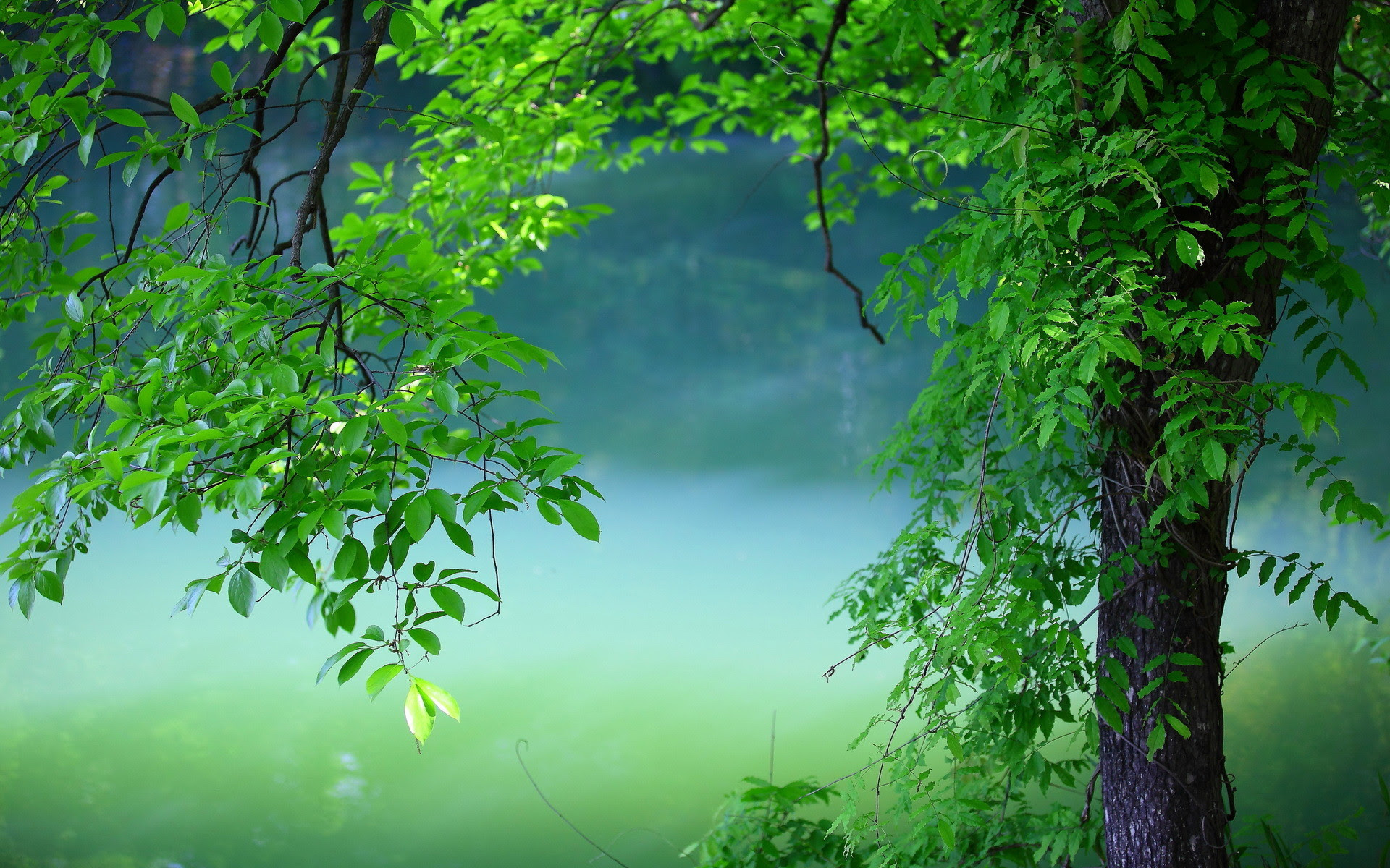 31++ Nature Green Hd Wallpapers 4k - Basty Wallpaper