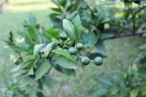 Baby Satsumas