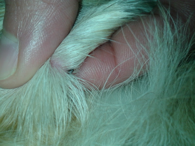 Schwarzer Hautkrebs Beim Hund Bilder AdzMana