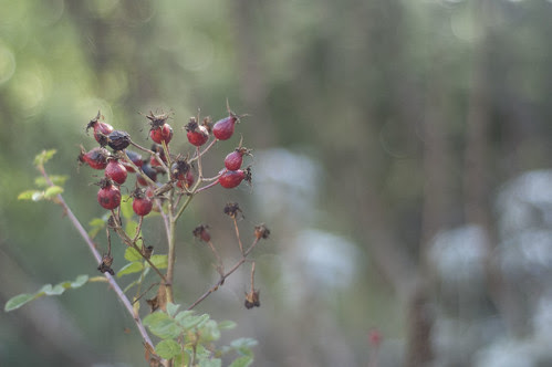 last of the rose hips