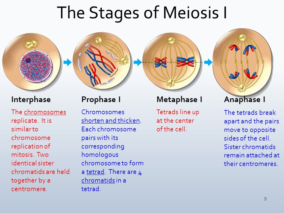 Fajarv: Prophase 2 Definition Quizlet