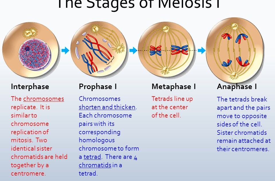 Meiosis Worksheet Answer Key Quizlet : Meiosis 1 stages ...